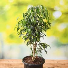 Ficus Benjamina Plant
